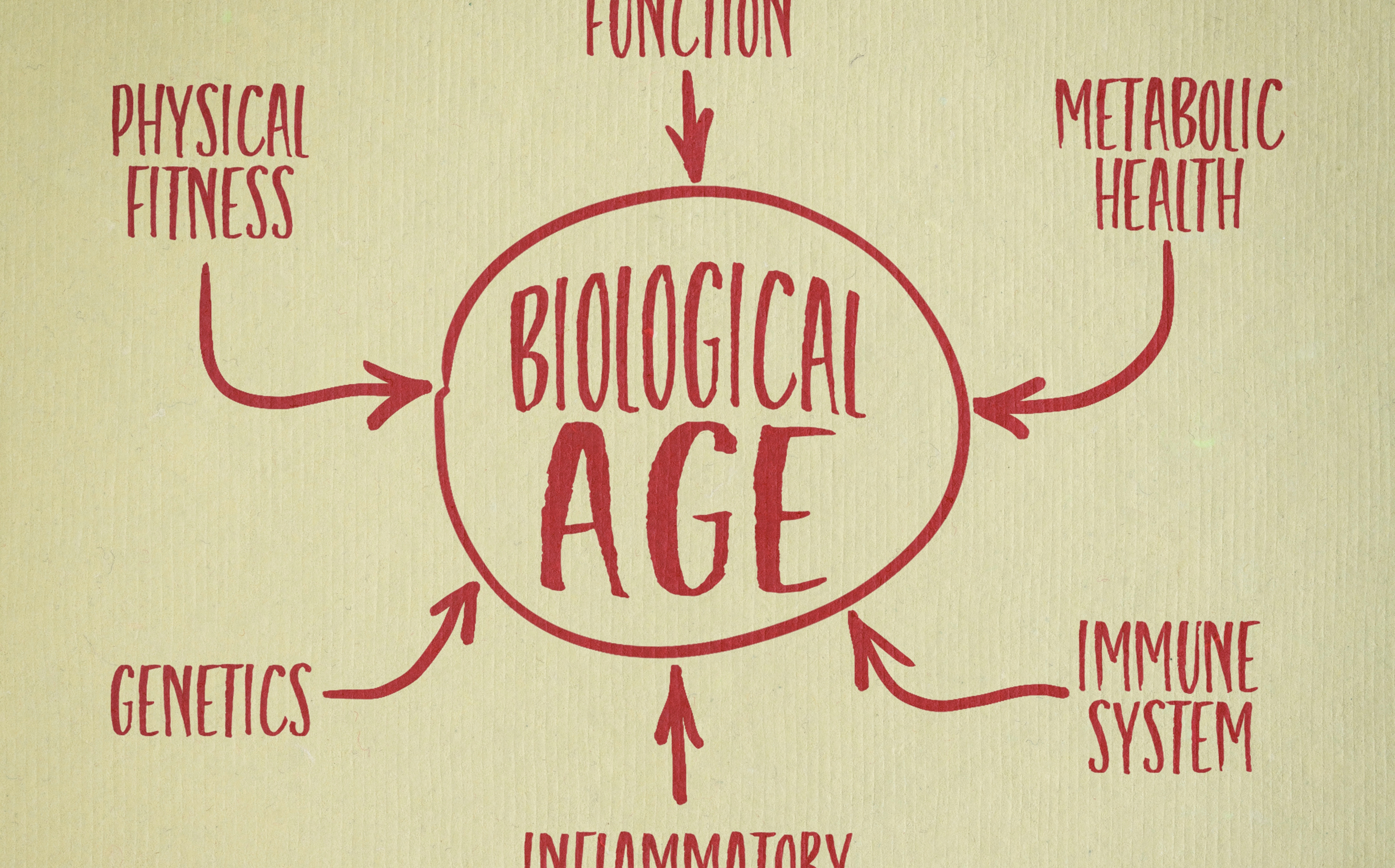 How the AgelessRx BioAge Calculator Helps You Understand and Improve Your Biological Age
